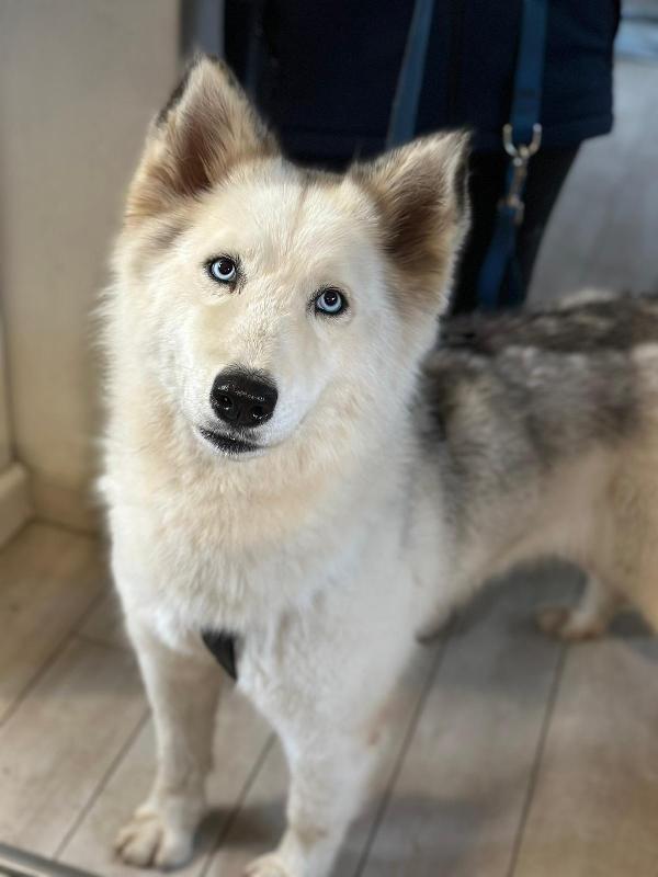 Donut, una splendida Husky Foto 4